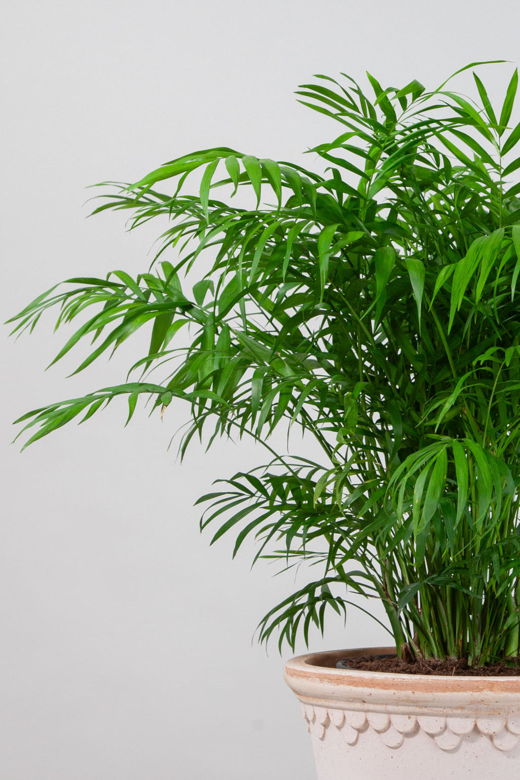 files/IndoorPlants-StudioShots13.11.2023-640.jpg